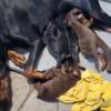 European Doberman puppies