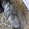 Blue Smoke Maine Coon is believed to be more than just a domestic cat breed