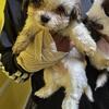 Last one!!  Havanese/Shitzu.