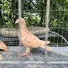 Racing Pigeons 
