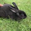 Mini Rex Rabbits