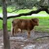 SCOTTISH HIGHLANDER CATTLE