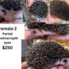 Hedgehog baby -  female - eyeliner-split eyes