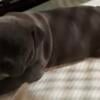 American Bully Pups 7 Weeks