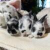 Bunny rabbit Rex and Lionhead mix