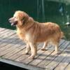 Adult AKC Golden Retriever Male