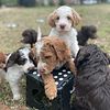 PaxTerra CKC F1B Labradoodles, willing to ship anywhere in the US.