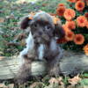 Chocolate Shih-poo Puppies 12 weeks old