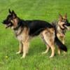 German shepherd puppies