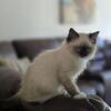 Ragdoll kittens available