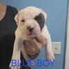 PureBred American Bulldogs