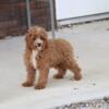 Poodle Puppy For Adoption