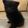 Male Pom pup