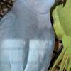 Indian Ringnecks 