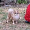 AKC POMERANIAN  MALE