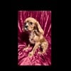 Cavalier King Charles spaniel male