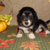 AKC Miniature Dachshund Black Piebald Female