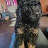 Goldendoodle