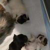 YORKIES!!  Ready 15 May