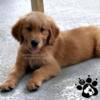 AKC Golden Retriever