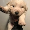 Maremma Puppies Guardian LGD