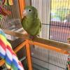Young Canary Winged Parakeet