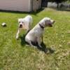 Dogo Argentino Female Puppy