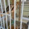 Young bourke parakeets 