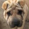 Shar pei female puppy