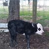 Miniature cow in Franklin, indiana