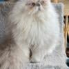 Female Lilac Point Persian