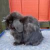 Holland lop show herd reduction