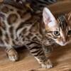 Bengal Kittens For Sale