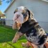 English bulldog puppies 