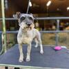 2 year old Mini Schnauzer
