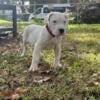 Dogo Argentino male puppy