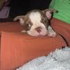 Female Boston terrier