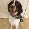 English Springer spaniel stud  Kentucky