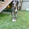 15 week old Great Dane puppies