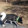 Adoption for American Akita