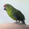 Amazing Kakarikis For Sale