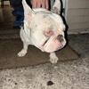 Frenchie