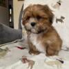 Lhasa Apso Puppies AKC