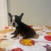 Ckc Frenchton puppies