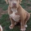 American Bully XL Puppies- for sale