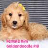 Mini Goldendoodle Puppy F1B -