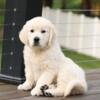 Gorgeous English Golden Retriever Females Available - AKC - Health Tested Parents -