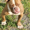 3 male bulldogs forsale