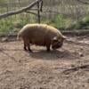 Kune kune pigs for sale