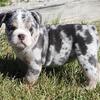 English Bulldog Puppies for Sale